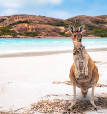 Viaggio in Australia: Kangaroo