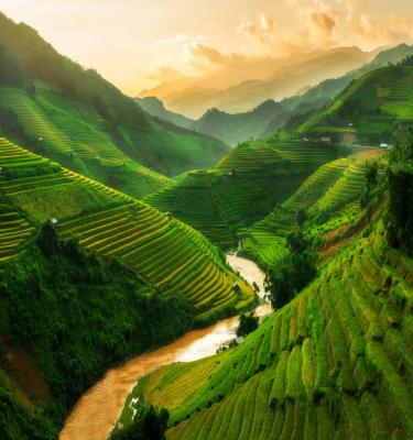 Vietnam: risaie